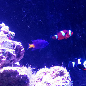 130 L RED SEA