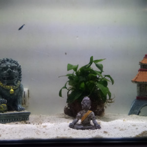Fluval Flex Aquarium 57 l Aquarium eau Douce Blanc