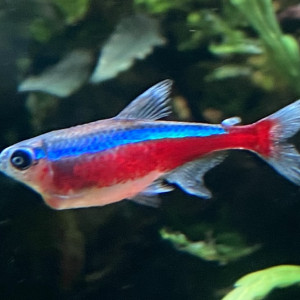 Publication de pierre-candela