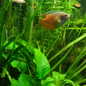 Poiskaill