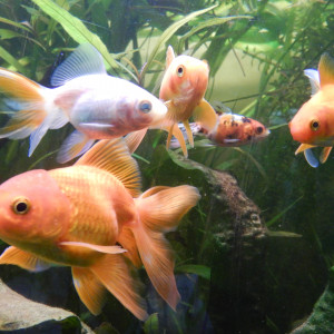 Les poissons rouges