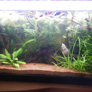 Mes premiers poissons