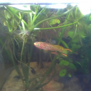 35 litres Killies