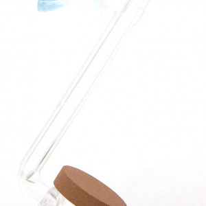 Publication de hydrocotyle