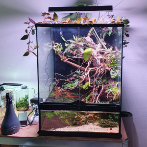 Paludarium crabe vampire