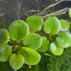 Limnobium Laevigatum (grenouillettes )
