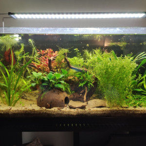 Microdevario kubotai