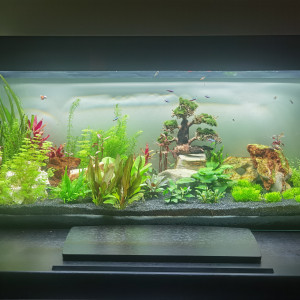 Aquatony