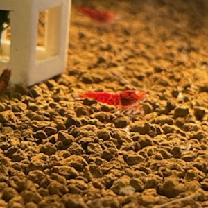 Caridina Red Devil OE