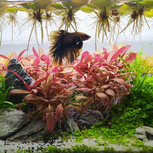 Betta - 23L