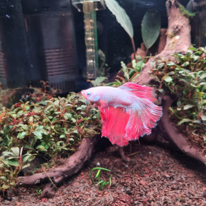 Nano 20L Betta