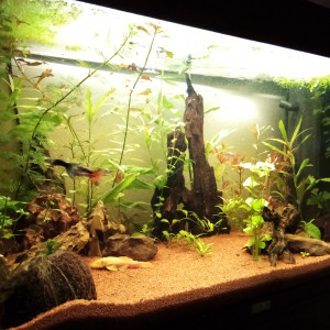 Aqua 120l