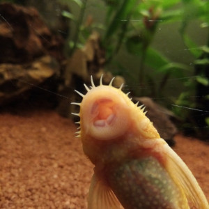 Publication de Man-fish