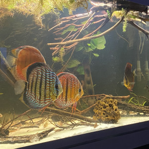 Aquarium salon