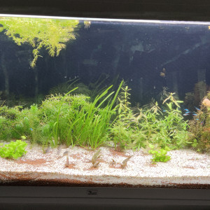 450L Discus