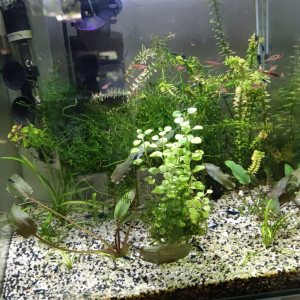 30L crevettes