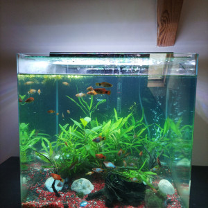 Aquarium palier