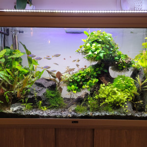 Bonsai