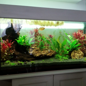 Nouvelle aquarium