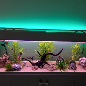Aquarium communautaire
