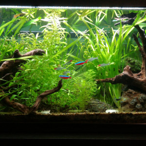 Commun plantée