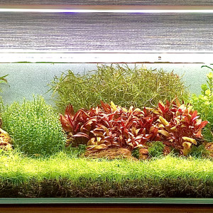 17 long