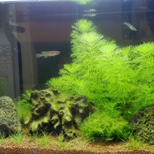 Aqua 20