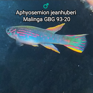 Publication de Killi26