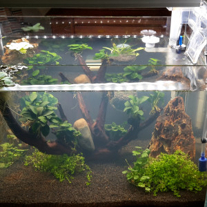 Publication de bettascrypta64