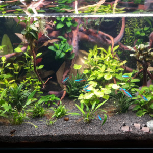Publication de bettascrypta64