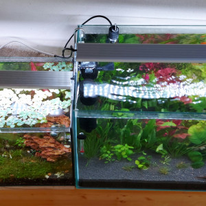 Publication de Ayolit