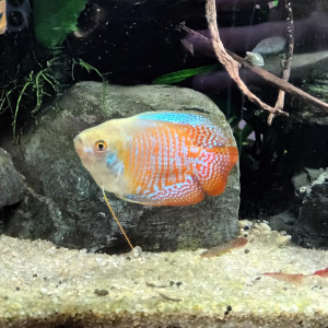 Publication de ColisaDUBOUCHON