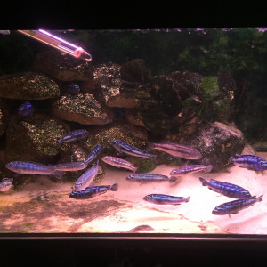 Poissons Lac Malawi