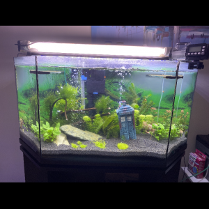 Mon aquarium