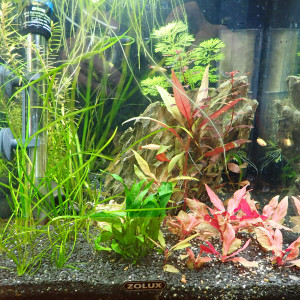 biotope 3