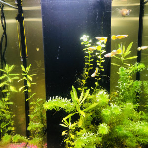 Publication de guppymolly
