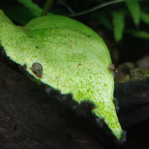 Publication de Molac