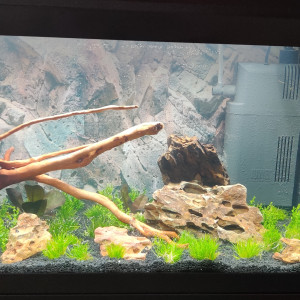 60litres planté