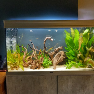 200 L amzonnien