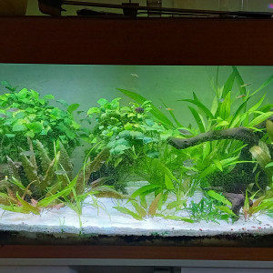 180 l tendance asiatique