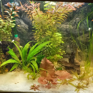 120 L tetraodon travacoricus et killi australe doré
