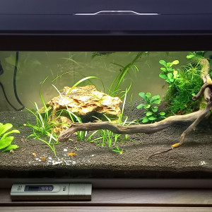60 L neocaridina orange