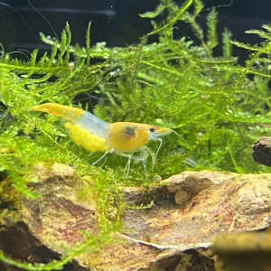 BettaPrisca