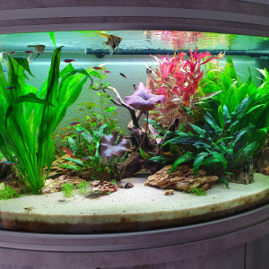 350L scalaires
