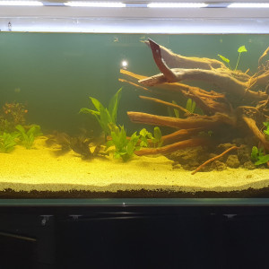 Biotope amazonien