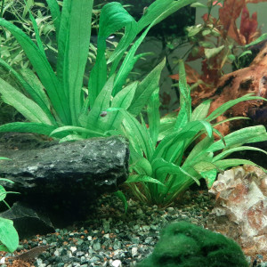 Publication de Aquamoon17