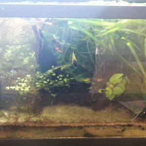 Publication de Aquagarden83