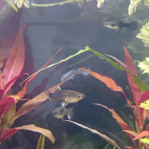 Publication de NaelLALOUX