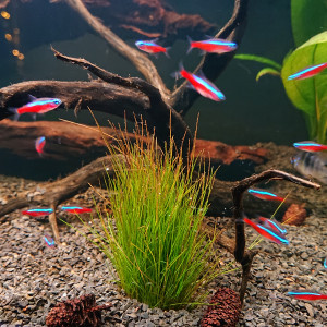 Publication de TrainOfThought