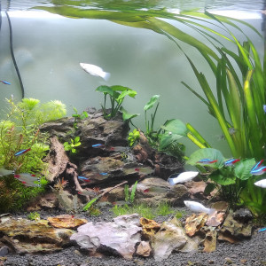 aquarium 180l